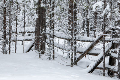 Snow covered land and trees in forest