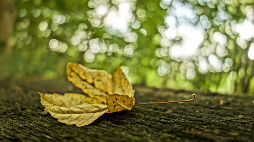 Close-up of yellow maple leaf on land