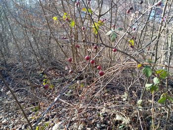 Plants growing on land