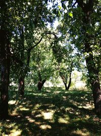 Trees in forest