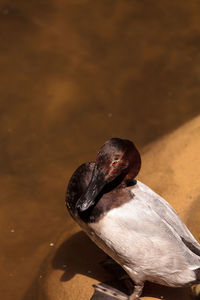 Close-up of bird