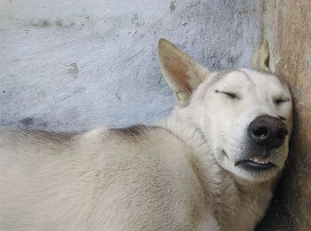 Close-up portrait of dog