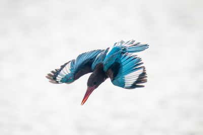 Low angle view of bird flying against sky