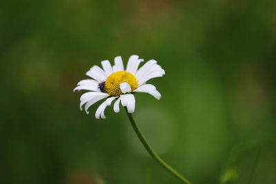 Close-up of white flowering plant