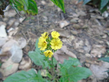 Close-up of yellow flower blooming in field