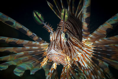 lionfish