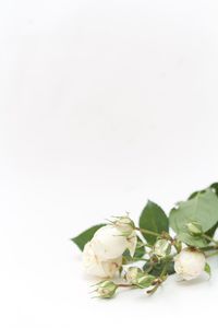 Close-up of roses over white background