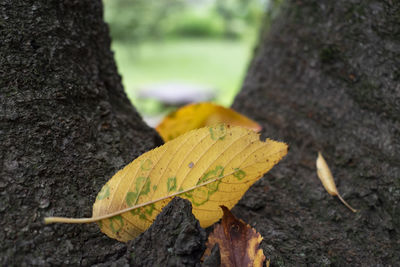 Close-up of yellow maple leaves on tree trunk