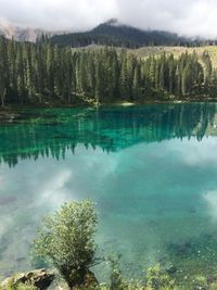 Scenic view of lake by trees in forest