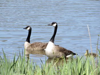 Ducks swimming in lake