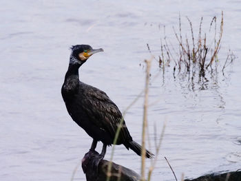 Bird perching on a lake