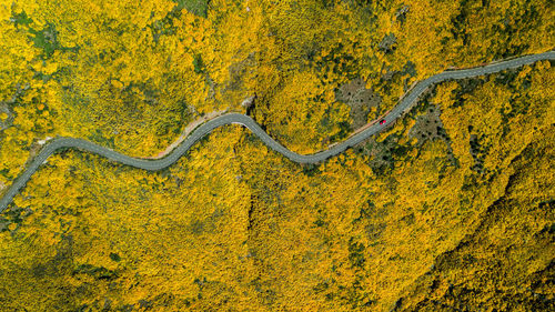 Aerial drone view of areeiro road with gorse flower in bloom in madeira island, portugal