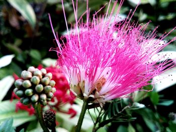 Close-up of flower blooming outdoors