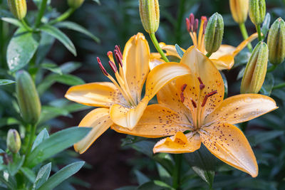 Close-up of yellow lilies