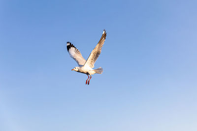 Low angle view of seagull flying in sky