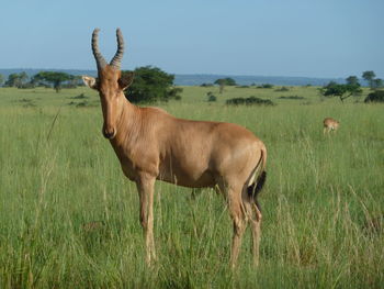 Horse standing on field against sky