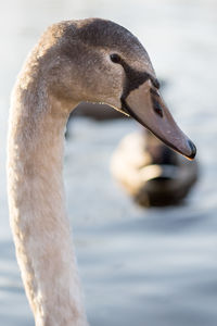 Close-up of swan