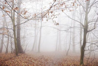 Trees in forest during winter