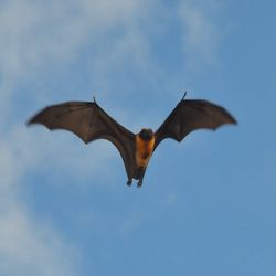 Low angle view of bird flying in sky