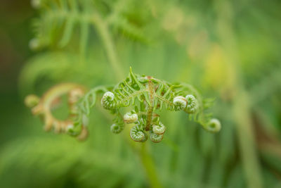 Close-up of fern leaf