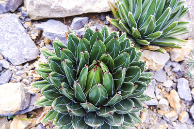 High angle view of succulent plant