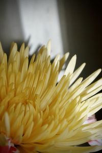 Close-up of yellow flower