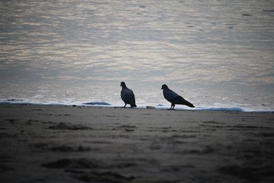 Birds on beach