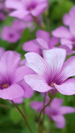 Close-up of pink flowers