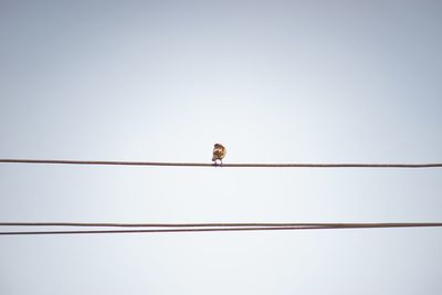 Low angle view of person against clear sky