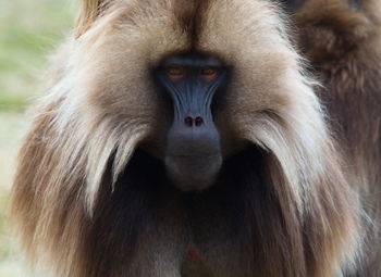 Closeup head on portrait of adult gelada monkey theropithecus gelada looking at camera, ethiopia.