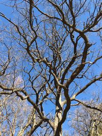 Low angle view of bare tree against blue sky