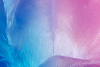 Blue and pink color trends chicken feather texture background