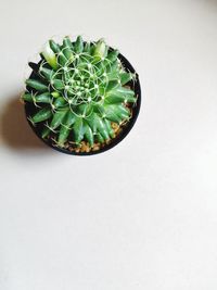 High angle view of succulent plant on table