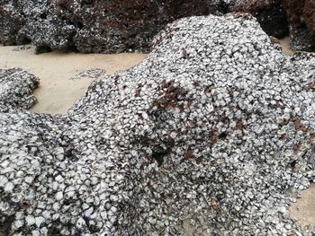 High angle view of starfish on rock