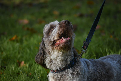 Close-up of a dog on field