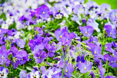 Close-up of purple flowering plants on field