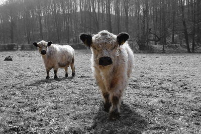 Portrait of sheep on field