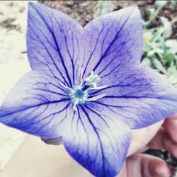 Close-up of purple flower against blue sky