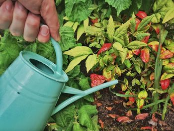 Cropped hand watering plants