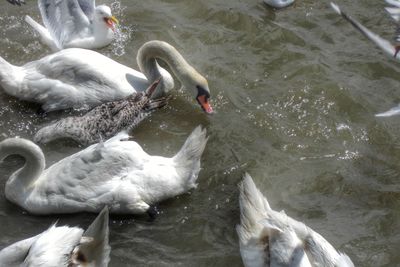 High angle view of swans swimming in lake