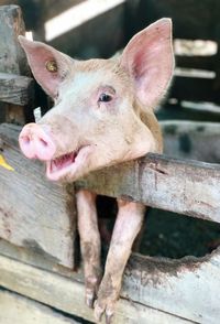 Close-up of a smiley cute piglet