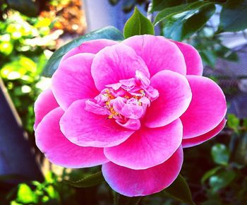 Close-up of pink flowering plant