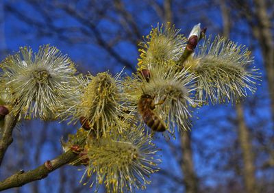 Close-up of flowering plant against trees