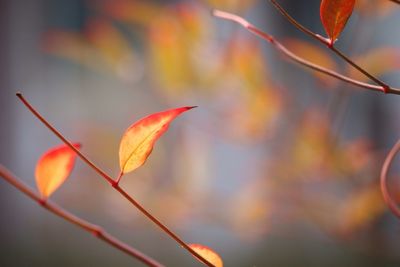 Close-up of leaves on twig