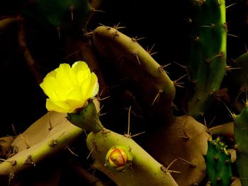 Close-up of yellow cactus flower