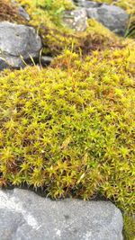 Close-up view of grass