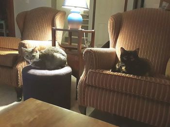 Portrait of cat on chair at home