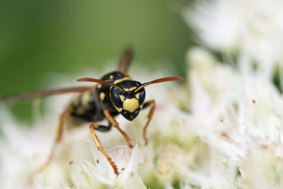 Close-up of bee pollinating on flower