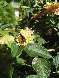 Close-up of flowers