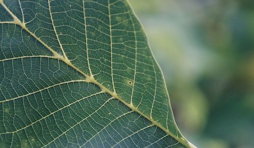 Close-up of leaf against blurred background